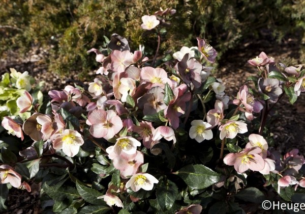 Helleborus hybridus HGC Maestro (15 cm)