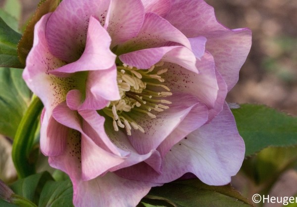 Helleborus hybridus HGC SP Frilly Kitty