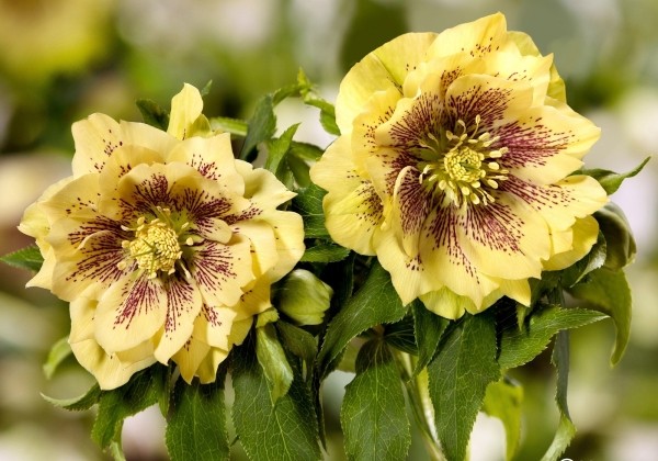 Helleborus hybridus HGC SP Abby