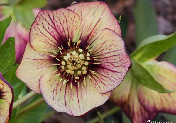 Helleborus hybridus HGC SP Anja Oudolf