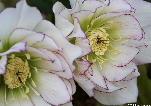 Helleborus hybridus HGC SP Alice