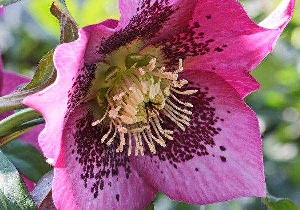 Helleborus hybridus HGC SP Mary Lou