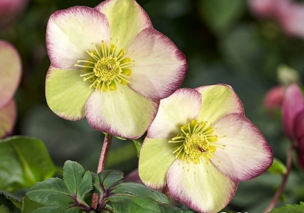 Helleborus glandorfensis HGC Ice N Roses Frosted Rose (13 cm)