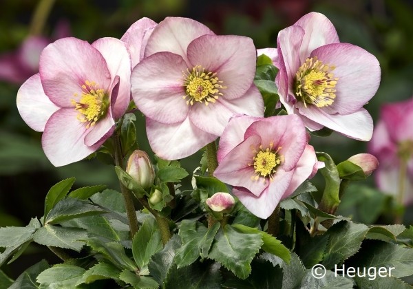 Helleborus lemperii HGC Liara