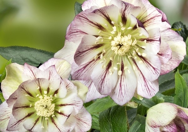 Helleborus hybridus HGC SP Maggy