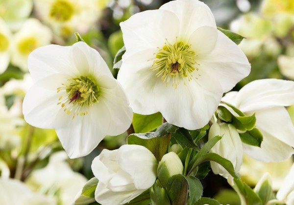 Helleborus glandorfensis HGC Ice n Roses White (29 cm)