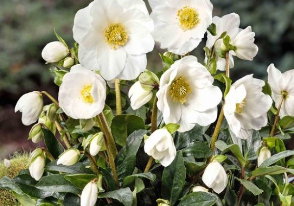 Helleborus niger HGC Jesse