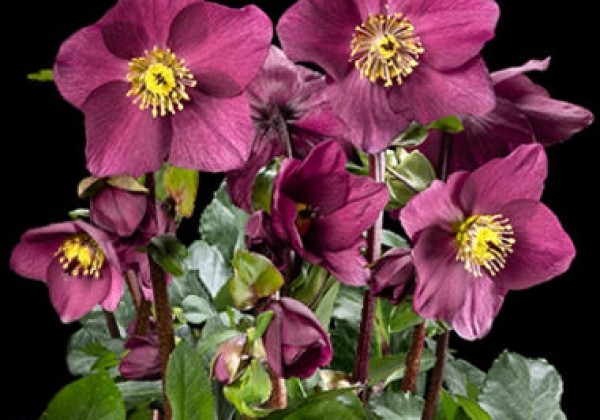 Helleborus lemperii HGC Winter Ballet Karli (17 cm)