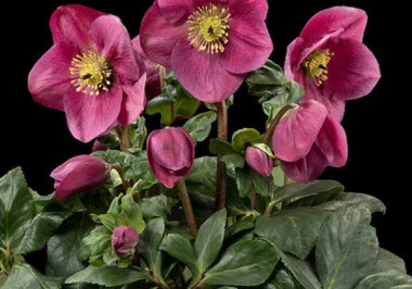 Helleborus lemperii HGC Winter Ballet Lulu (17 cm)