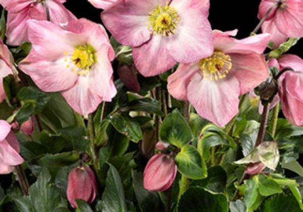 Helleborus lemperii HGC Winter Ballet Katie