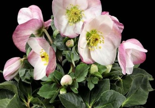 Helleborus lemperii HGC Winter Ballet Lola (13 cm)