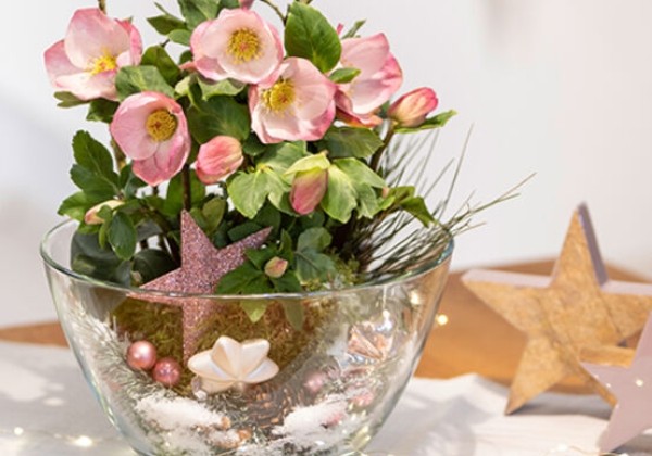 Helleborus lemperii HGC Winter Ballet Lola (13 cm)