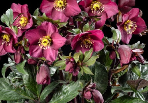 Helleborus glandorfensis HGC Ice n Roses Red Romance