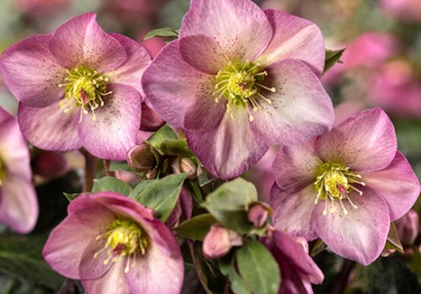 Helleborus glandorfensis HGC Ice N Roses Pink Promise (15 cm)
