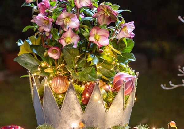 Helleborus glandorfensis HGC Ice N Roses Pink Promise (15 cm)