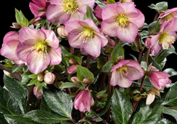 Helleborus glandorfensis HGC Ice n Roses Pink Promise