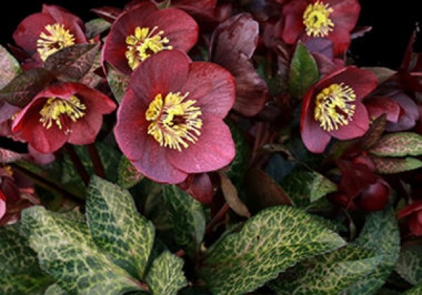 Helleborus glandorfensis HGC Ice n Roses Mona Marble
