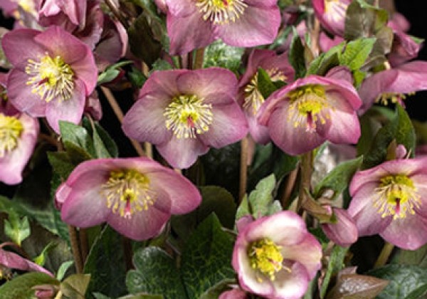 Helleborus glandorfensis HGC Ice n Roses Mindy Marble