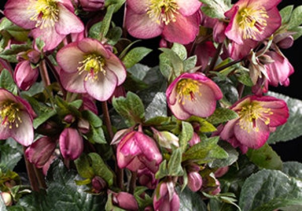 Helleborus glandorfensis HGC Ice n Roses Mary Marble