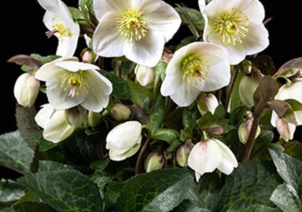 Helleborus glandorfensis HGC Ice n Roses Mia Marble