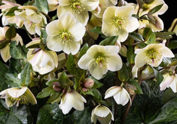 Helleborus glandorfensis HGC Ice N Roses Milla Marble