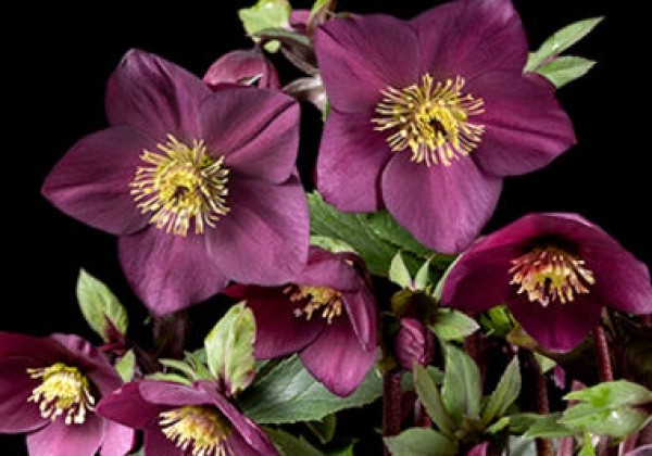 Helleborus hybridus HGC SP Hope