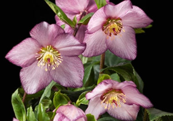 Helleborus hybridus HGC SP Ava