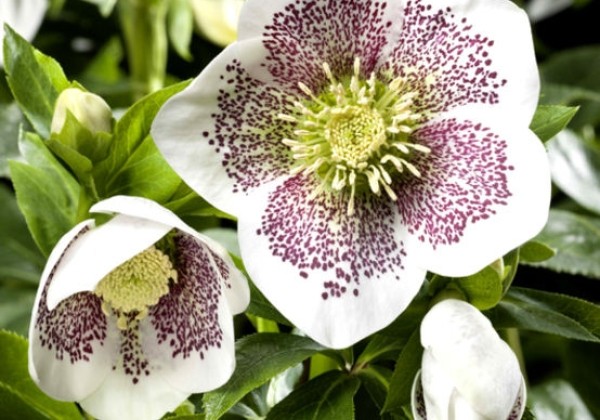 Helleborus hybridus HGC SP Conny