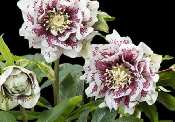 Helleborus hybridus HGC SP Molly