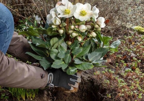 Helleborus hybridus HGC Frosty