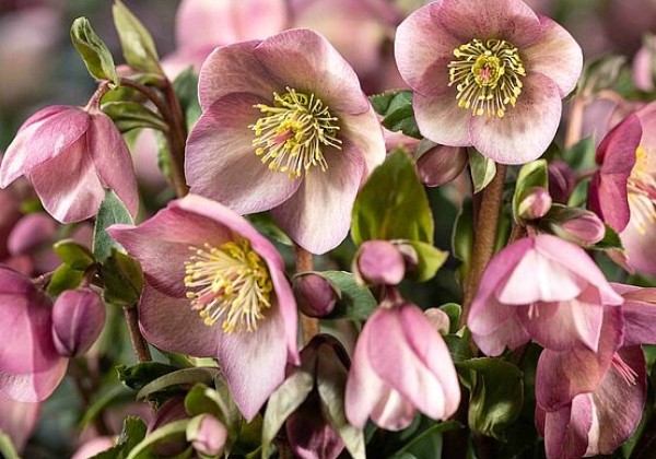 Helleborus hybridus HGC Ice Breaker Rosy