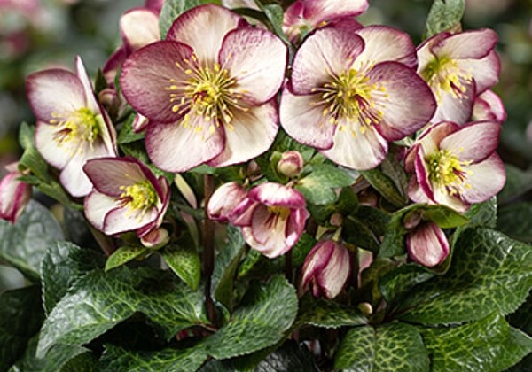 Helleborus iburgensis HGC Ice n Roses Macy Marble