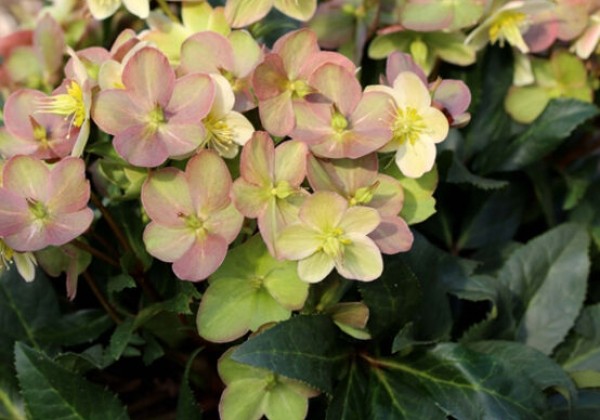 Helleborus hybridus HGC Marlon