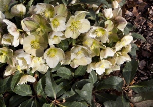 Helleborus hybridus HGC Marlon