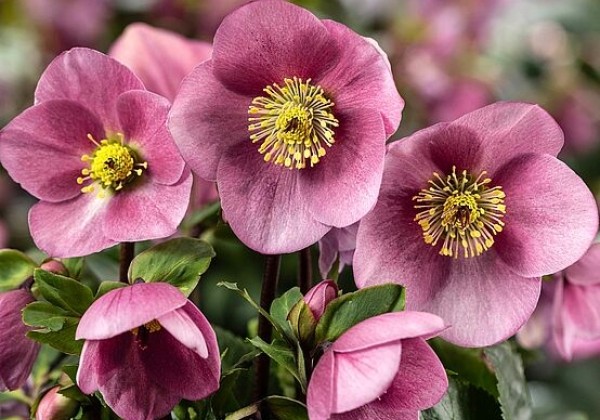 Helleborus lemperii HGC Winter Ballet Kacy (17 cm)