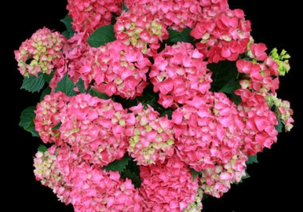 Hydrangea macrophylla Tabletensia Pink, 9,5 cm podā
