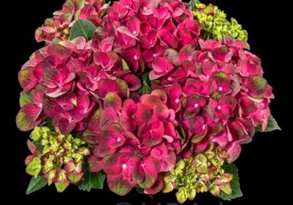 Hydrangea macrophylla Radiance Pink, 13 cm podā