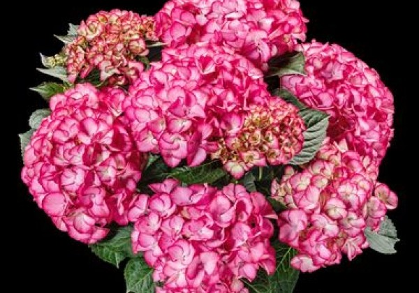 Hydrangea macrophylla Code Rose pink, 9,5 cm podā