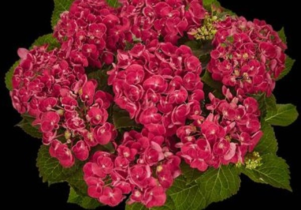 Hydrangea macrophylla Curly Wurly Red, 9,5 cm podā