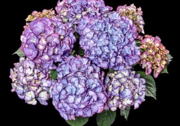 Hydrangea macrophylla Code Rose purple, 13 cm podā