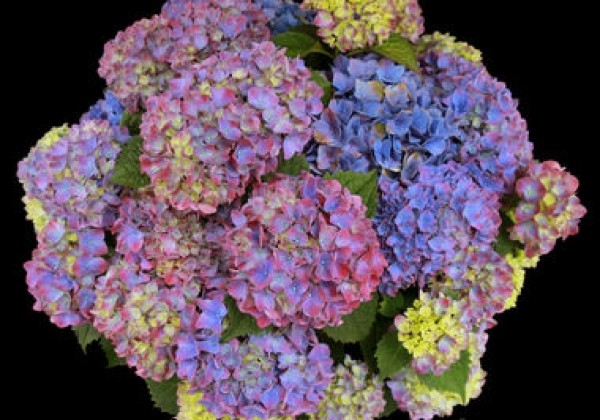Hydrangea macrophylla Tabletensia purple, 13 cm podā