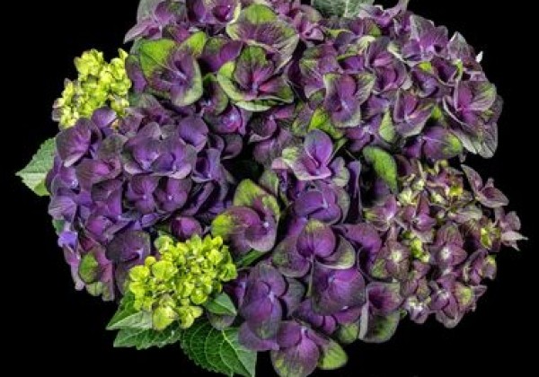 Hydrangea macrophylla Radiance Purple, 9,5 cm podā