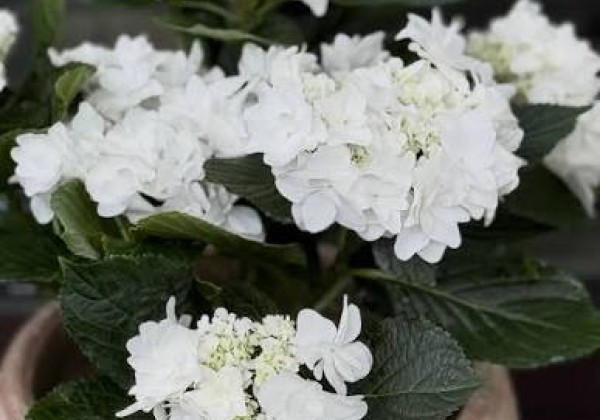 Hydrangea macrophylla Fanny, 13 cm podā