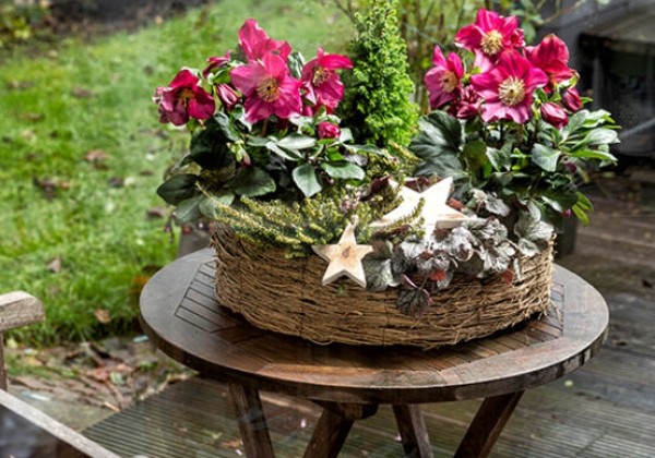 Helleborus lemperii HGC Winter Ballet Karli