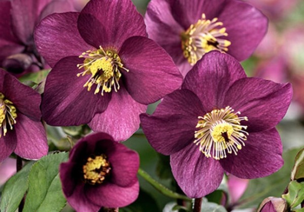Helleborus lemperii HGC Winter Ballet Karli
