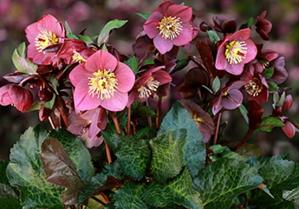 Helleborus iburgensis HGC Ice n Roses Megan Marble