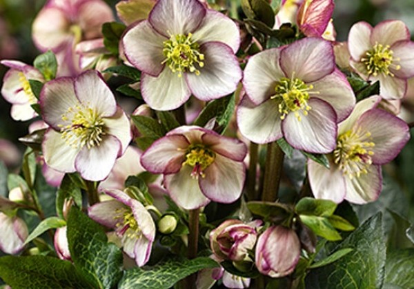 Helleborus iburgensis HGC Ice N Roses Maddy Marble (17 cm)