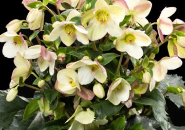 Helleborus glandorfensis HGC Ice N Roses Early Sparkle (13 cm)