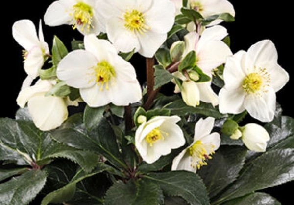 Helleborus glandorfensis HGC Ice N Roses Ivory Blush (19 cm)
