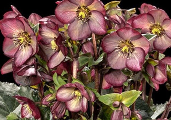 Helleborus glandorfensis HGC Ice N Roses Wild Berry